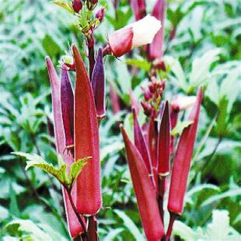 Biji Benih Bendi Merah 30 Seeds 红羊角豆籽 Okra Red Lady Seeds 红秋葵种子