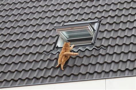 Brandweer Redt Kat Van Dak Aan De Gerard Knuvelderstraat Waalwijk