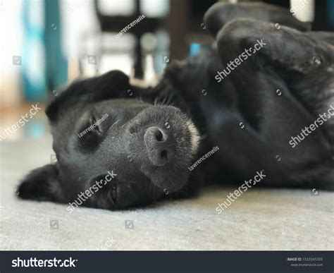 3,135 Black Labrador Sleeping Royalty-Free Images, Stock Photos & Pictures | Shutterstock