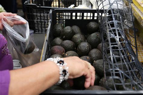 Exportación De Aguacates Y Mangos Michoacanos A Eu Se Está Normalizando