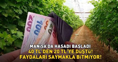 Kilosu 40 TL den 20 TL ye düştü Manisa da hasadı başladı Faydaları