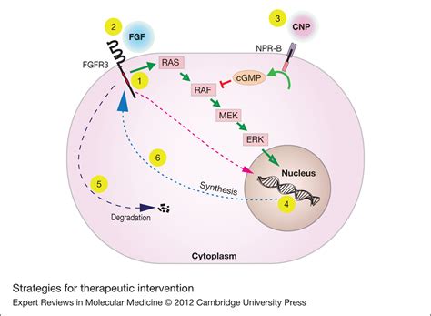 Fgfr3 Targeting Strategies For Achondroplasia Expert Reviews In