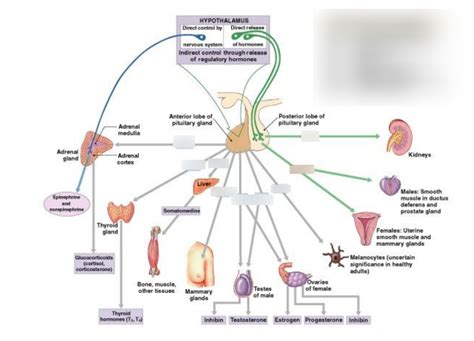 Hormones Diagram Quizlet