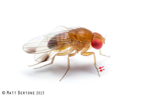 Spotted Wing Drosophila Biology Nc State Extension