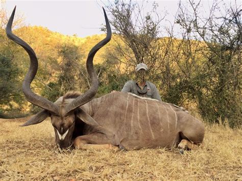 Kudu Hunting Archives | Crusader Safaris