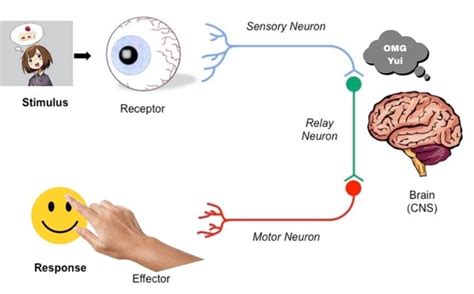 Stimulus Response Receptor Effector Sensory Neuron Relay Neuron Brain