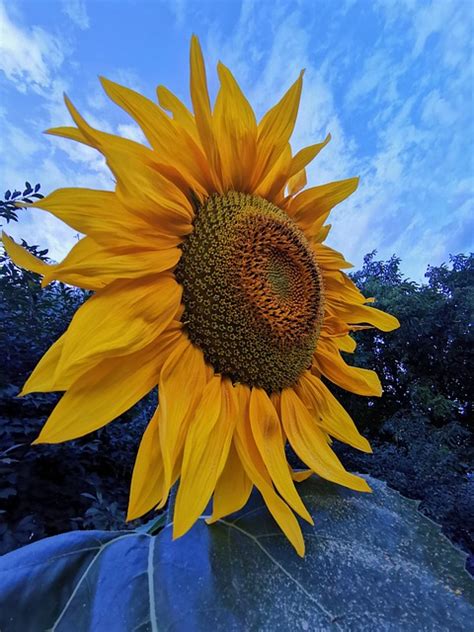 Jardin Tournesol Jaune Bleu De Photo Gratuite Sur Pixabay Pixabay