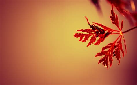 Sunlight Leaves Depth Of Field Nature Branch Maple Leaves Light