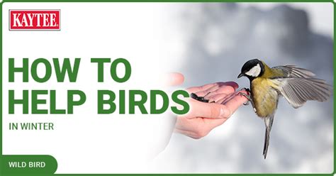 How To Help Birds In Winter