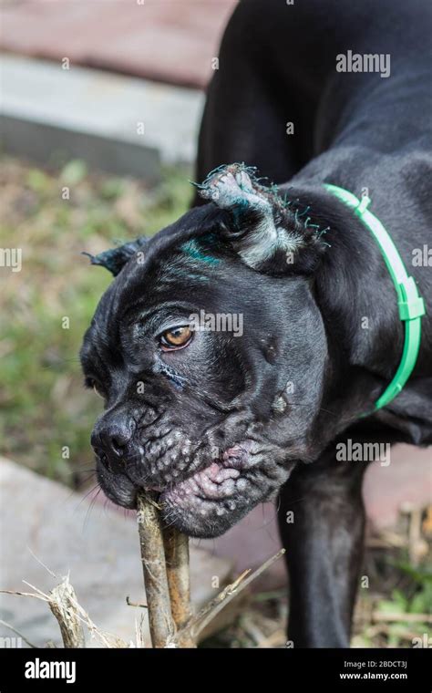 Why Are Cane Corso Ears Cropped