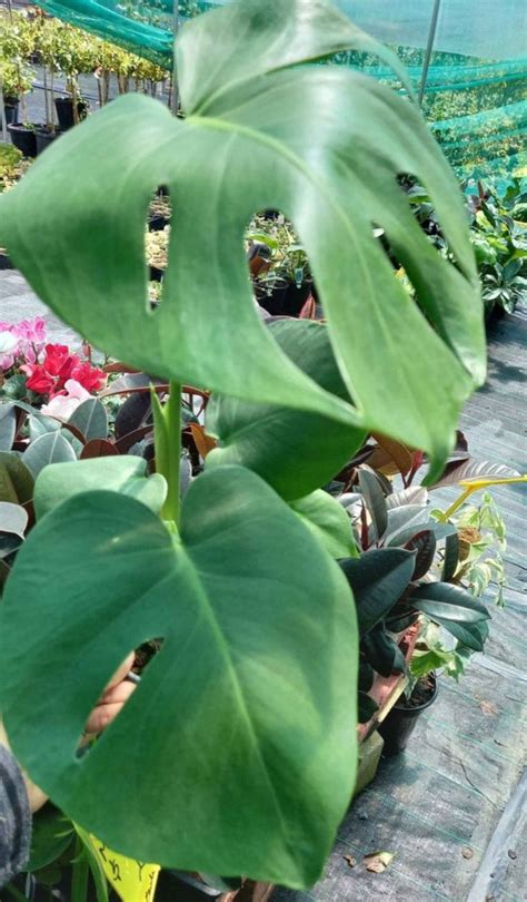 Monstera Deliciosa In Mm Pot Canberra Nursery Garden Centre