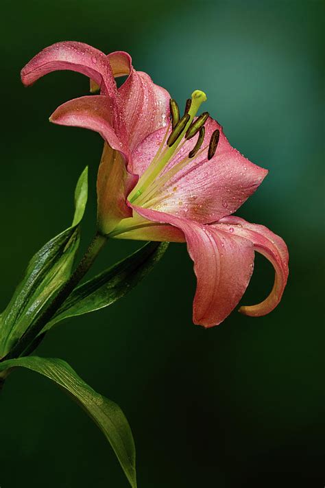 Lily Beauty Photograph By Janet Ballard Fine Art America
