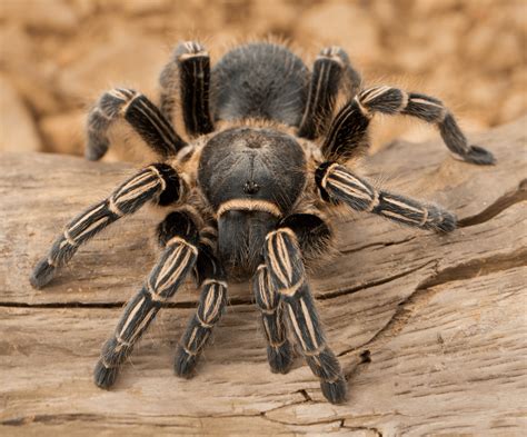 Costa Rican Zebra Tarantulas Are Beautiful Spiders For Pets