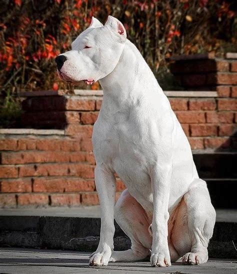 Dogo Argentino On Instagram Beautiful 😍😍 ️ 💽 Posted By Pinterest