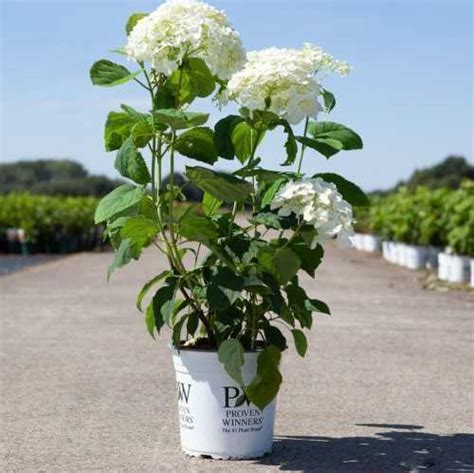 Cheap Hydrangea Arborescens Annabelle Incrediball Online Order