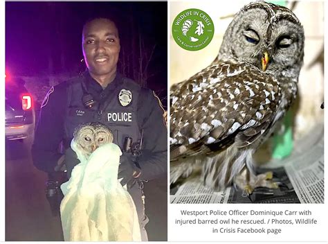 Injured Barred Owl Rescued By Westport Police Officer Westport Journal