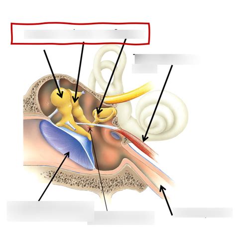 Inner Ear Diagram Quizlet