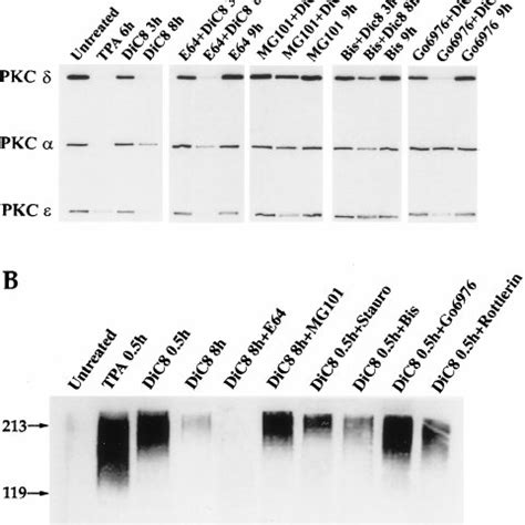 A Kinase Dead Mutant Of Pkc Is Not Downregulated By Tpa The