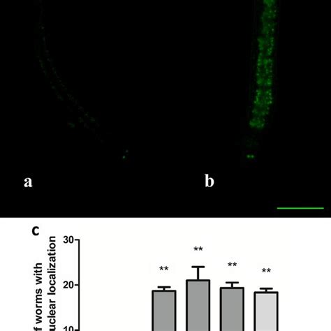 Daf Translocation In C Elegans Worms A Cytosolic B Intermediate