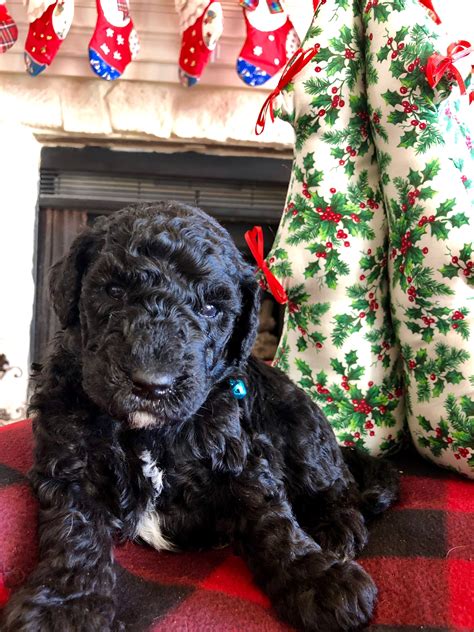 Goldendoodle Puppies Rescue California - Puppies Pict