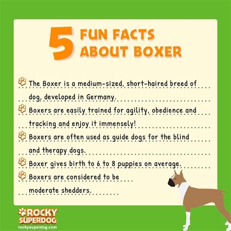 Boxer dog fun facts | Boxer breed, What a beautiful world, Boxer dogs