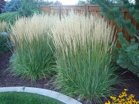 Feather Reed Grass Calamagrostis X Acutiflora Karl Foerster