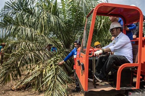 Panen Perdana Program Peremajaan Sawit Rakyat Di Oki Antara News