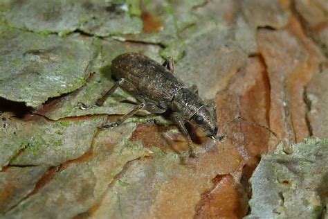 Brachyderes incanus Gemeiner Graurüssler Brachyderes inca Flickr