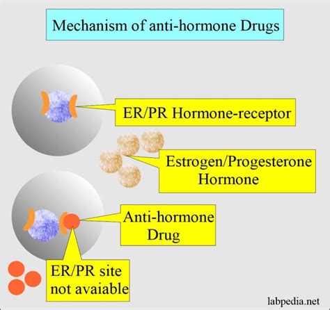 Estrogen/Progesterone Receptors (ER/PR Receptors) - Labpedia.net