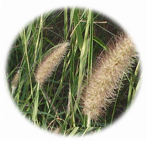 Forage Grasses - Vegetable Resources Vegetable Resources