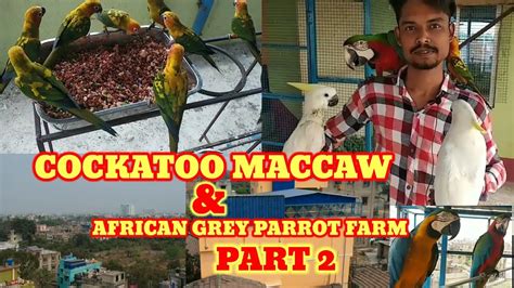 PART 2 HOWRAH COCKATOO MACCAW AFRICAN GREY PARROT FARMING Howrah