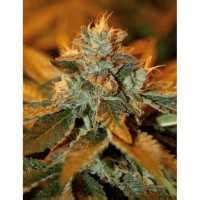 Cataract Kush Seeds - Strain Review | Grow-Marijuana.com