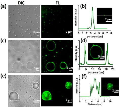 Confocal Images A C And E And Representative Line Profiles B D