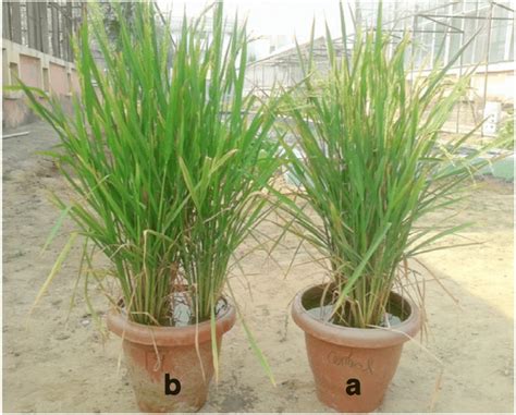 Comparative growth promotion effect of Plant growth promoting microbial ... 