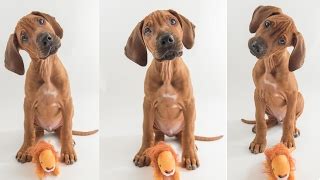 Rhodesian Ridgeback Puppy Training – Dog Training Code