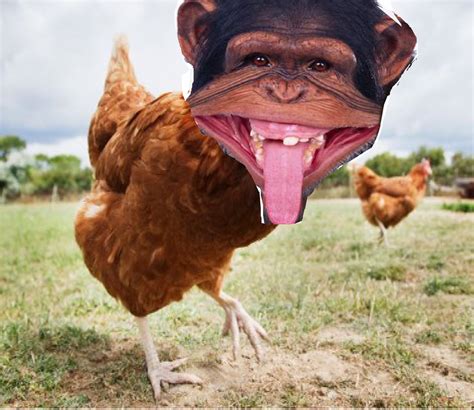 Like A Chicken With A Face Of A Monkey Xd By Foxyfnaffan On Deviantart