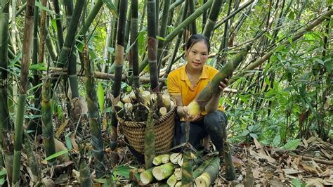 Harvest Bamboo Shoots At The Beginning Of The Season And Bring Them To