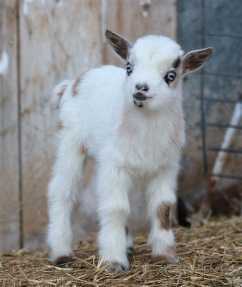 Baby Nigerian Dwarf Goats For Sale Goat Journal