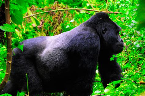 Gorilla Tracking Lake Mulehe Safari Lodge