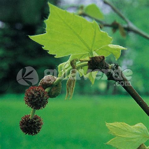 Platanus Hispanica Plátano Común Plátano De Sombra