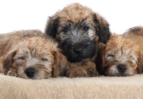 7 Tips For Taking Care of Your Wheaten Terrier Puppies