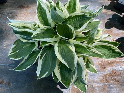 Hosta Patriot 1g • Cross Creek Nursery And Landscape