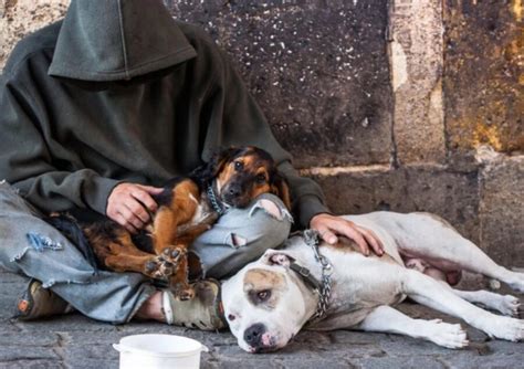 Un Vero Eroe Cos Questo Cane Ha Salvato La Vita A Una Donna