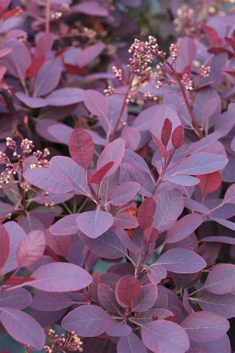 Cotinus Coggygria Royal Purple Bcm Baumschule Christoph Marken