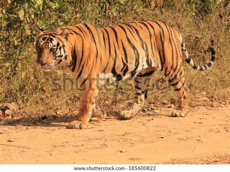 Wild Male Bengal Tiger On Prowl Stock Photo 185600822 | Shutterstock