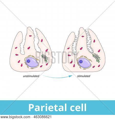 Parietal Cell. Vector & Photo (Free Trial) | Bigstock