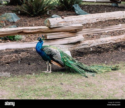 A Peacock In Beacon Hill Park In Victoria Bc Showing Its Brightly