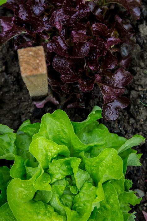 Green and Purple Lettuce on Ground · Free Stock Photo