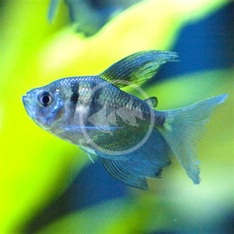 Tetra Black Phantom Hyphessobrycon Megalopterus Aquatics Unlimited