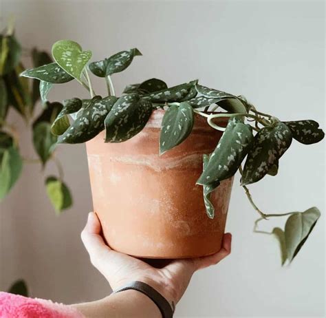 Why Is My Pothos Leaves Curling Causes Solutions Plants Craze